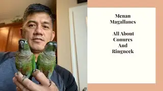 INDIAN RINGNECK, CONURES, EXOTIC BIRDS