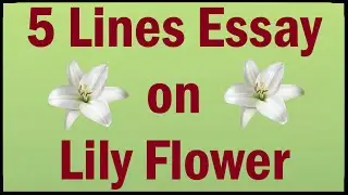Write 5 Lines Essay about Lily Flower in English || Lily Flower || Short Essay on Lily Flower
