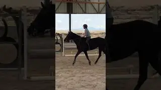 Another bareback lesson with Lady! 🤗🖤 #gilaryeq #equestrian #lifeisbutadream #fyp #horses #pony