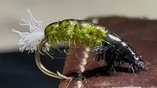 The net builder (Czech) nymph  