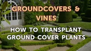 How to Transplant Ground Cover Plants