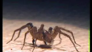 Wolf spider, Schizocosa stridulans male courtship