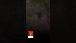 Атака слона