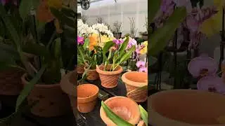 Orchids show 2025 Apopka FL
