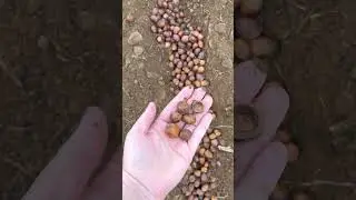 🌳 Белый дуб и китайский каштан &mdash; эффектное дополнение к вашему ландшафту! 🌰 #mailordernursery