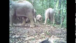 Khlong Saeng WS compilation