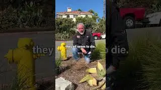 Dog Pee Killing Your Grass? Easy Eco-Friendly Fix