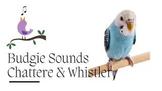 Happy budgie sounds - budgies singing, budgies chirping, budgie noises