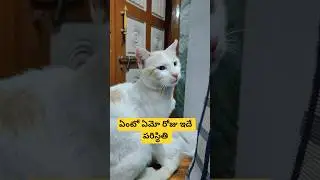 funny cats 🐈 #cute​ #funnyanimal​ #funnycat​ #funny​ #kitten​ #cat​ #viralvideo​ #trending​ #shorts​