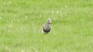 More Northumberland Grey-headed Lapwing