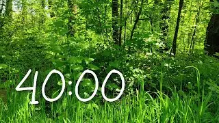 40 Minute Timer [Singing Birds] 🍃