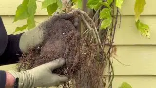 Snail Flower Part II - Growing Flowering Vines in Containers