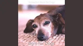 Excellent Relaxing Dogs