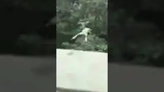 Frog jumping off bridge