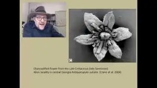 Has Darwin’s Abominable Mystery been solved?