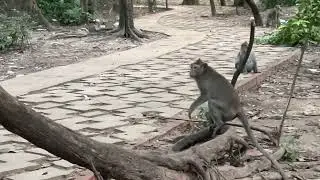 GMG baby fail in  love