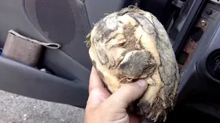 Food Review: Sugar beet; roadside in Rupert, Idaho; very sweet, fiberous; not sold in stores.