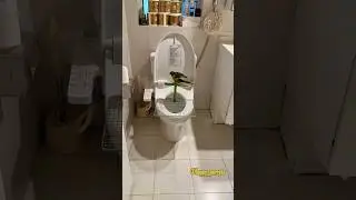This parrot knows to go poop and wash its face in the morning. #parrots #birds #pets #animals