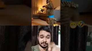 wait wait guys 😅😝 #cat #comedy #funny #dance