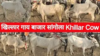 खिल्लार गाय बाजार सांगोला Khillar Cow Market Sangola