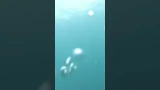 Spearfishing Baldchin Groper Mid-West WA