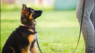 It Takes A Village Pet Adoption