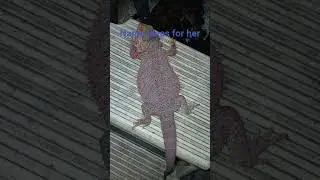 Edit: she has a name, and it's Rayne