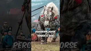 Koń Percheron 🐎 Jeden z najpiękniejszych koni na świecie