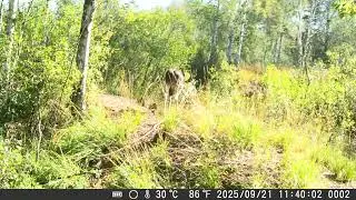 Trail camera 🎥 | Фотопастка у лісі