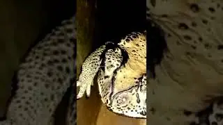 Asian common toad🐸🐸 Amphibian/Duttaphrynus melanostictus/Kunobang#shorts #shortsfeed #viral #frog