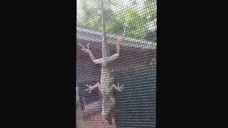 The Epic Battle of Lizard Versus Bee!