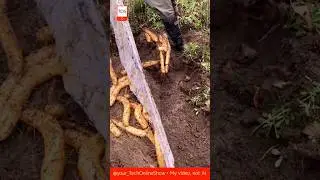 🌿 MOUNTAIN YAM &mdash; power of the earth 💪#shorts #skills #crafts #nature #rootsls