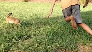 Hare chased and caught BAREHANDED