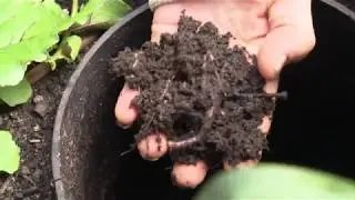 The Importance Of Worms and Worm Farms In The Garden