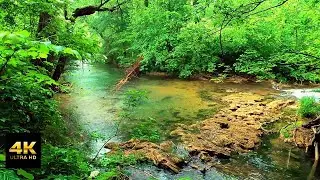 [4k]Fall asleep in 20 minutes. Relaxing forest rain sound. ASMR!