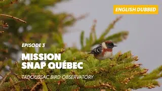 Episode 3 - Mission SNAP Québec at Tadoussac Bird Observatory | English Dubbed