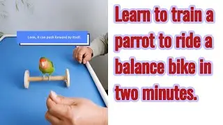 Learn to train your parrot to ride a balance bike in two minutes.#parrots