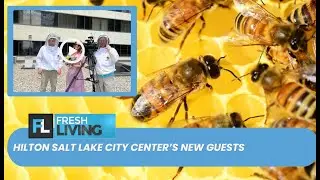 Why Hilton Salt Lake City Center Has Beehives On Its Roof