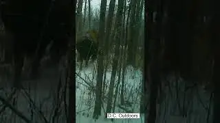 Bison on Trail Camera #shorts #short #trailcam #photography #outdoors #bison #trailcamera #hunting