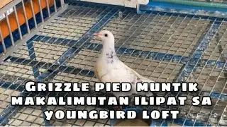 GRIZZLE PIED MUNTIK MAKALIMUTAN ILIPAT SA YOUNGBIRD LOFT |Reggie Cruz Loft & Aviary #reggiecruzloft
