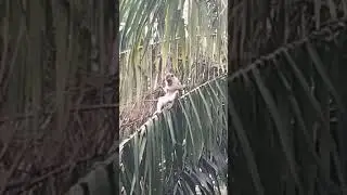 Relaxing Moments Of Wild Monkey