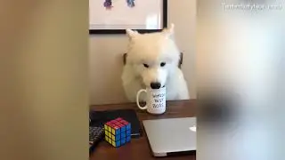 Samoyed dog acts out the opening credits of The Office