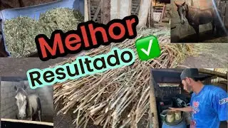 ENGORDAR CAVALO FÁCIL!
