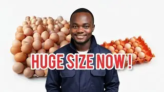 How To Increase Boost Layer Eggs Farm Production 