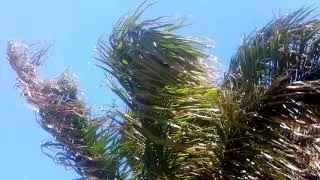 ANNOYING AUDIO CRACKLE SOUNDS from Wind Blowing on Phone Microphone #recordingaudio #audio #windy