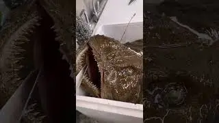 #ocean #fish #marine# sea devil