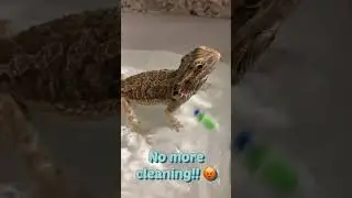 Bearded dragon bath troubles
