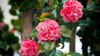 Las camelias y sus cuidados (todo lo que necesitas saber) - Bricomanía - @Jardinatis