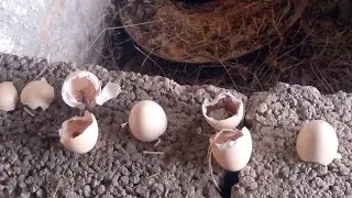 Day 2 two chick's day old chicks care Winter season sardi m chozey nikalney ka tareeqa hen's farming