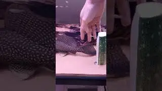 How to feed cucumber to your pleco?